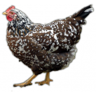 Švédská květinová slepice