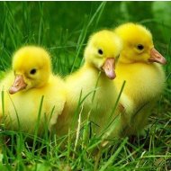 House Brojlerové 21 denní