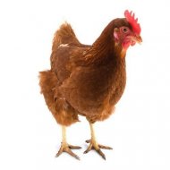 Hnědá kuřice Isabrown 10 ks + Krmná směs K3, 10 kg ZDARMA