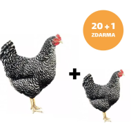 Kuřice Kropenatá 20+1ks kuřice  ZDARMA