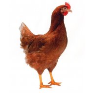 Hnědá kuřice Lohman