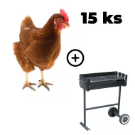 Hnědá kuřice Isabrown 15 ks  + zahradní gril TEXAS  ZDARMA