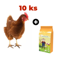 Hnědá kuřice Isabrown