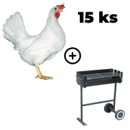 Kuřice bílá Leghorn 15 ks + zahradní gril TEXAS ZDARMA