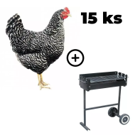 Kuřice Kropenatá 15 ks + zahradní gril TEXAS ZDARMA