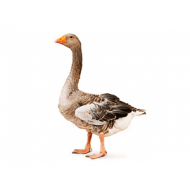 Husa landeská chovná