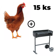 Hnědá kuřice Lohman 15 ks + zahradní gril TEXAS ZDARMA