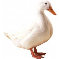 Kachna Pekingská 21 dnů