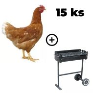 Hnědá kuřice Dominant 15 ks + zahradní gril TEXAS ZDARMA