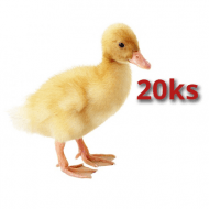 20x Kachna Pekingská 16 dnů