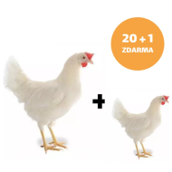 Kuřice bílá Lohman 20+1ks kuřice ZDARMA