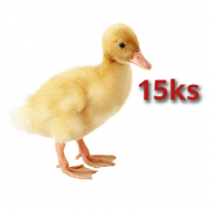 15x Kachna Pekingská 16 dnů