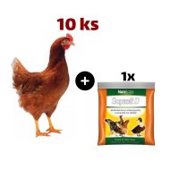 Hnědá kuřice Lohman 10 ks + Supervit D 100g ZDARMA
