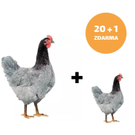 Kuřice Modrá 20+1ks kuřice ZDARMA
