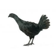 Slepice Ayam Cemani