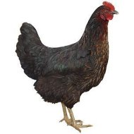 Černá kuřice Horal 10 ks + Krmná směs K3, 10 kg ZDARMA