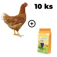 Hnědá kuřice Dominant 10 ks + Krmná směs K3, 10 kg ZDARMA