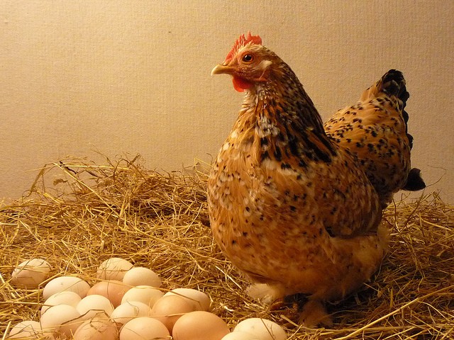 Jak dlouho sedí kvočna na vejcích?