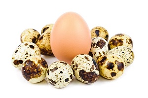 Poznejte vajíčka ostatní drůbeže a specifikace jejich snášky