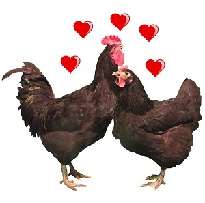 Radosti a strasti v sexuálním životě kura domácího