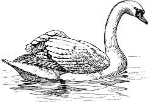 Kráska na vodní hladině nesoucí jméno labuť