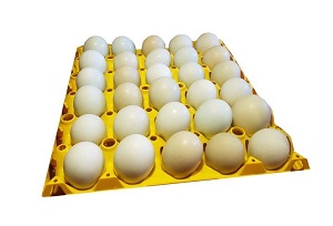 Skladujte násadová vejce jako profesionálové
