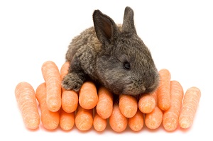 Správná technika krmení vašich králíků