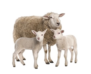 Čtyři zásady v krmení ovcí