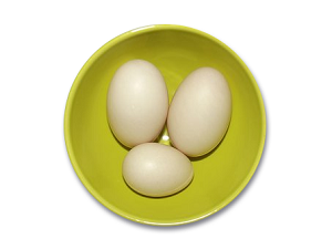 Kachní a slepičí vejce: co mají společného?