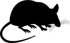Jak se zbavit potkanů v kurníku a výběhu?