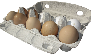 Zánět vejcovodu u slepic: příznaky a léčba