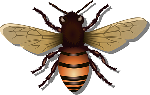 Včelí bodnutí aneb je pro slepice nebezpečné?