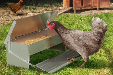 Krmítka pro drůbež a tipy pro jejich správný výběr