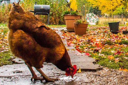 Jak podpořit imunitu slepiček během podzimu?