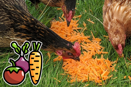 Bezpečná a doporučovaná zelenina pro slepice