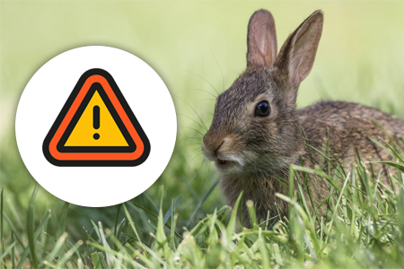 Myxomatóza a mor králíků: ochrana venkovních i domácích králíků