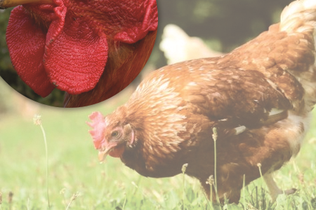 Měkké nebo tvrdé vole u slepic: důvody a léčba