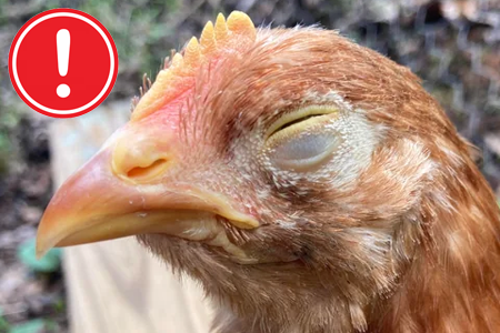 Slepice má zavřené jedno oko: Co může být příčinou a kdy vyrazit k veterináři?