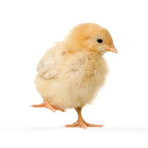 Proč je jaro ideálním časem pro líhnutí kuřat
